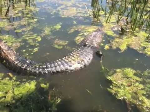Lake Hunter